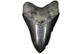 Serrated, Fossil Megalodon Tooth - Georgia #92904-1